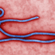 The Ebola Virus (Image: CDC)